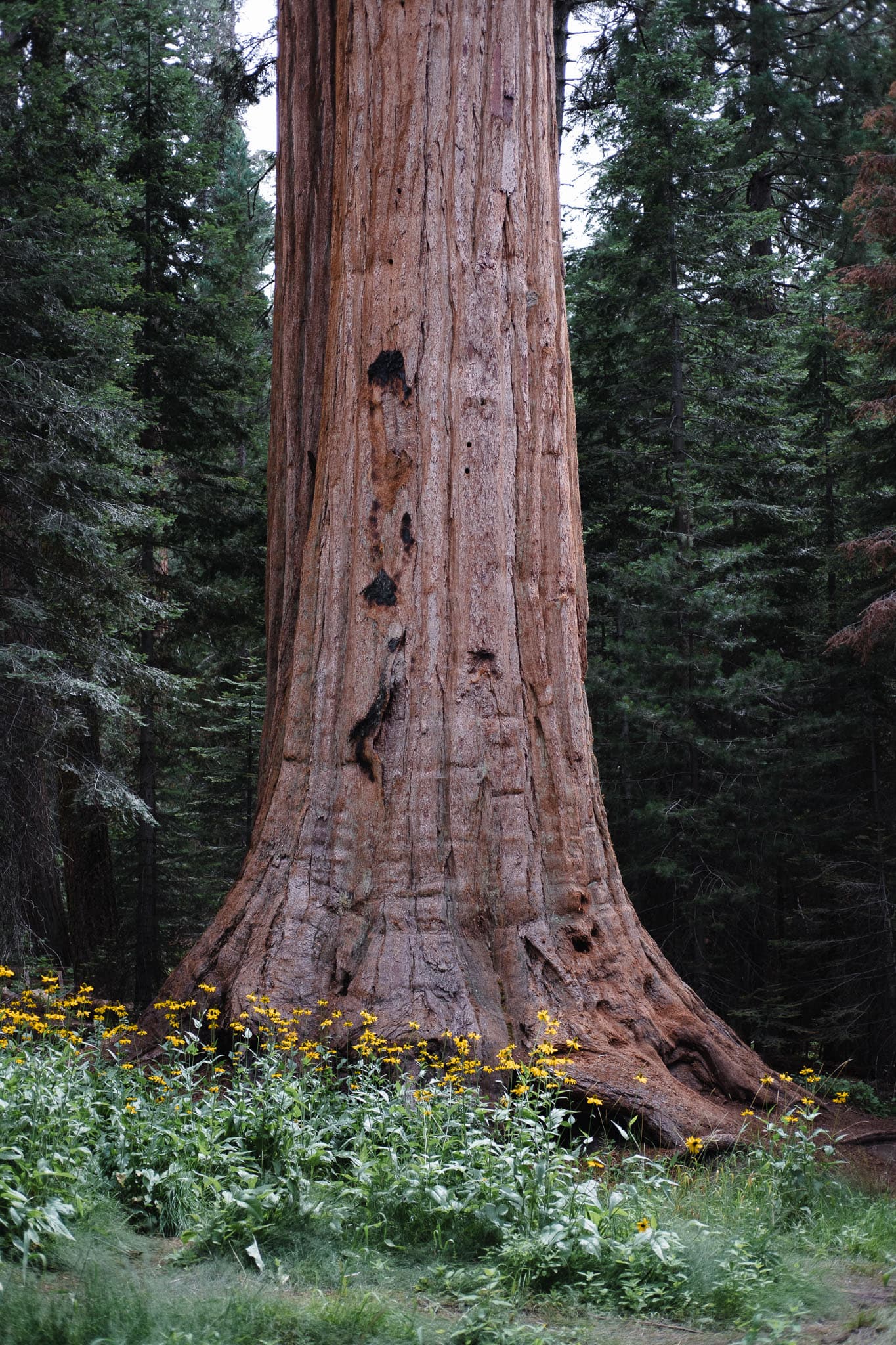 sequoia
