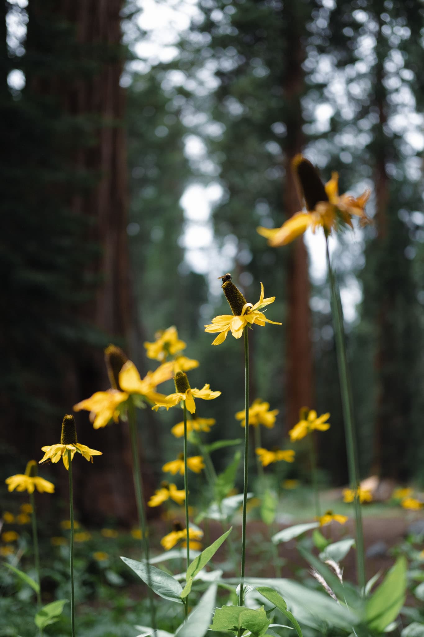 sequoia