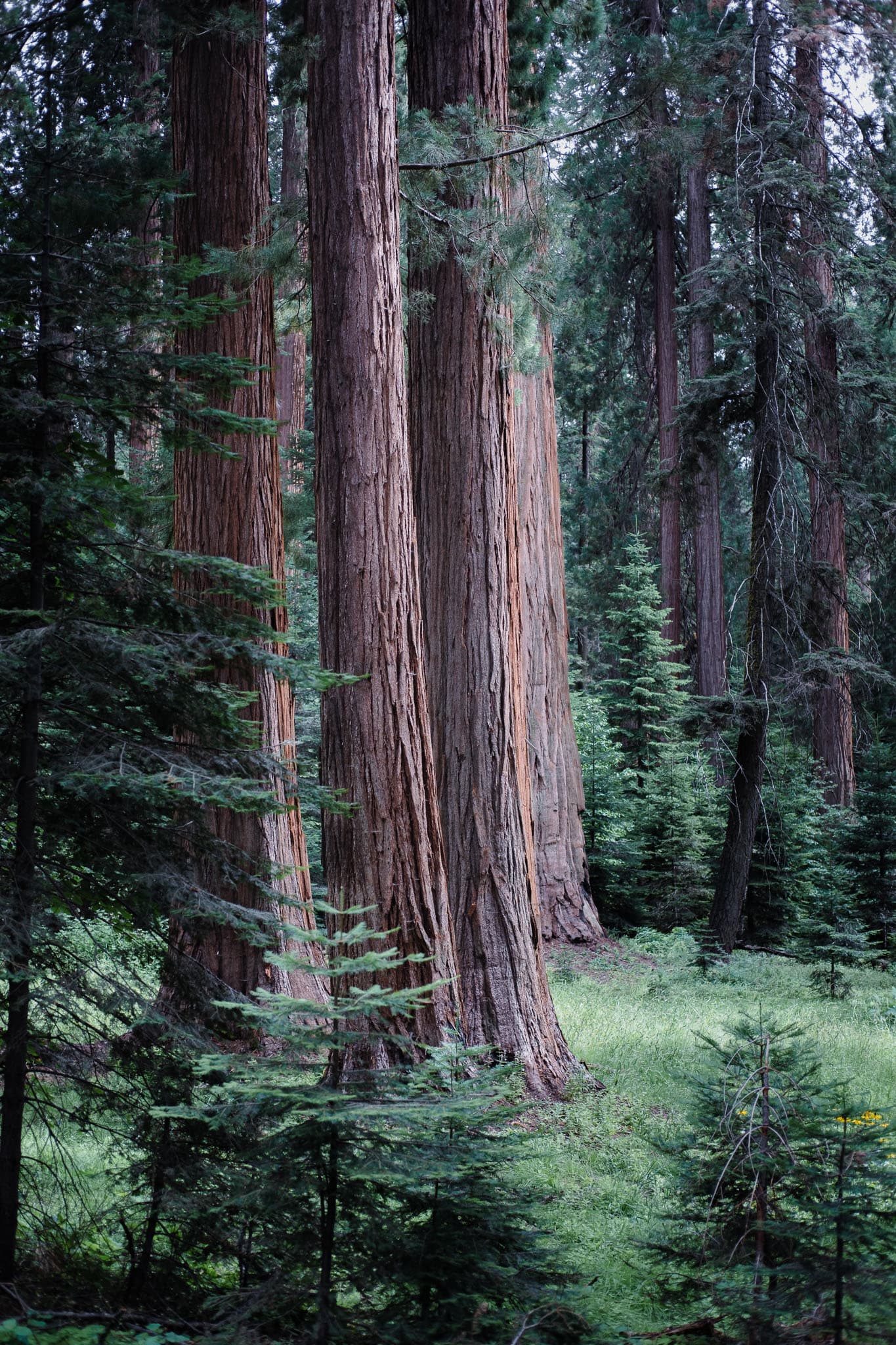 sequoia