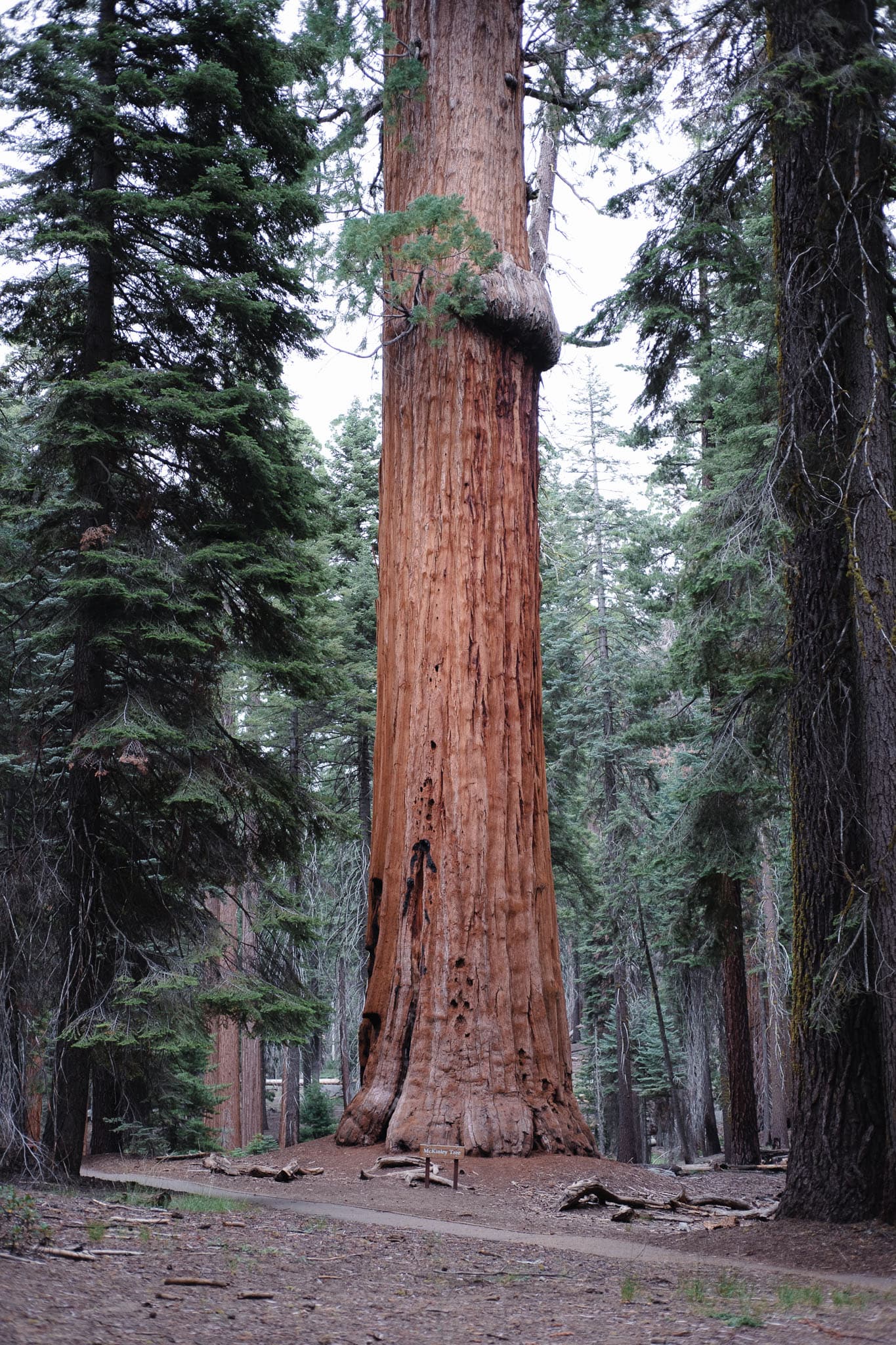 sequoia