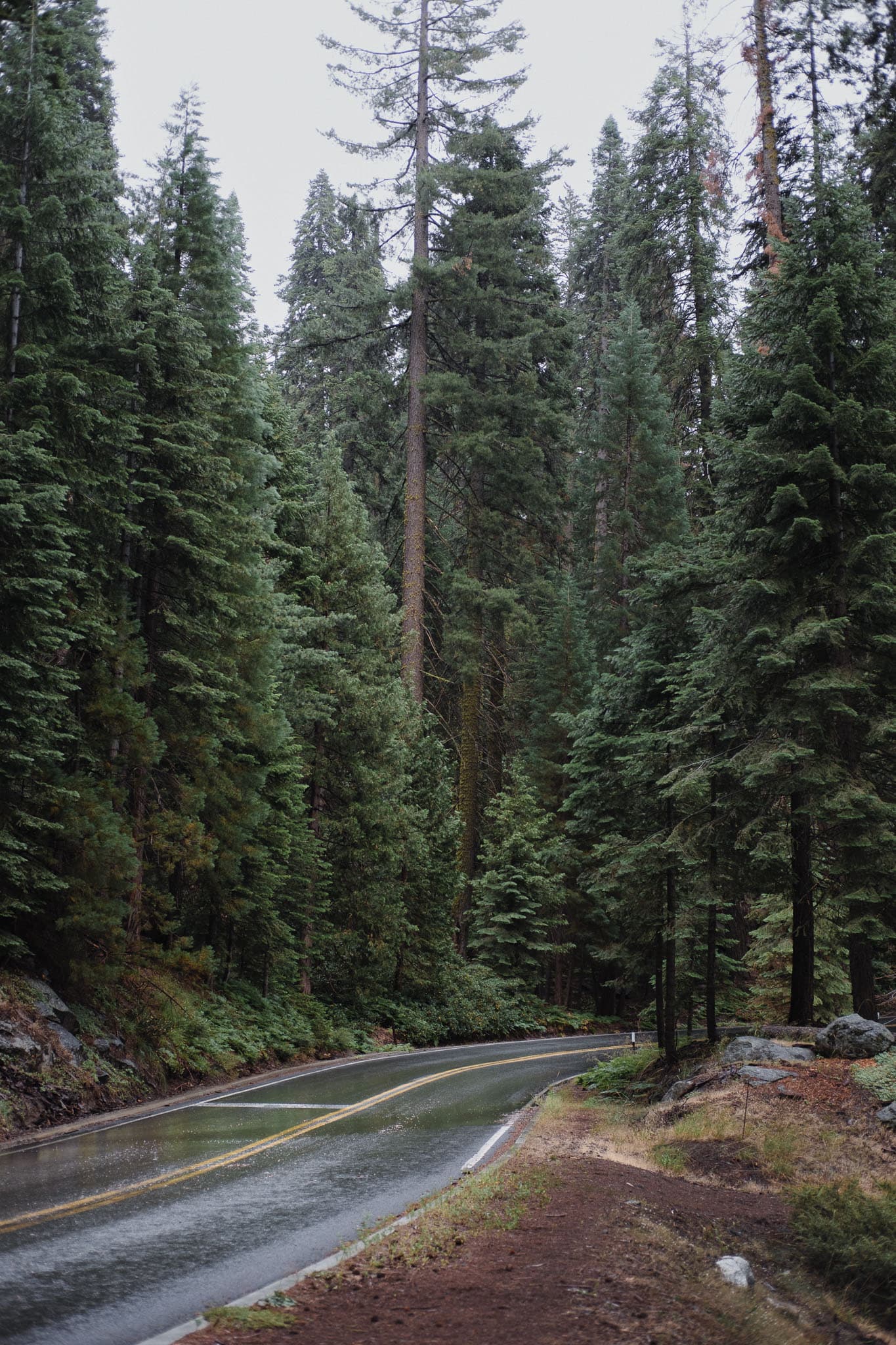 sequoia