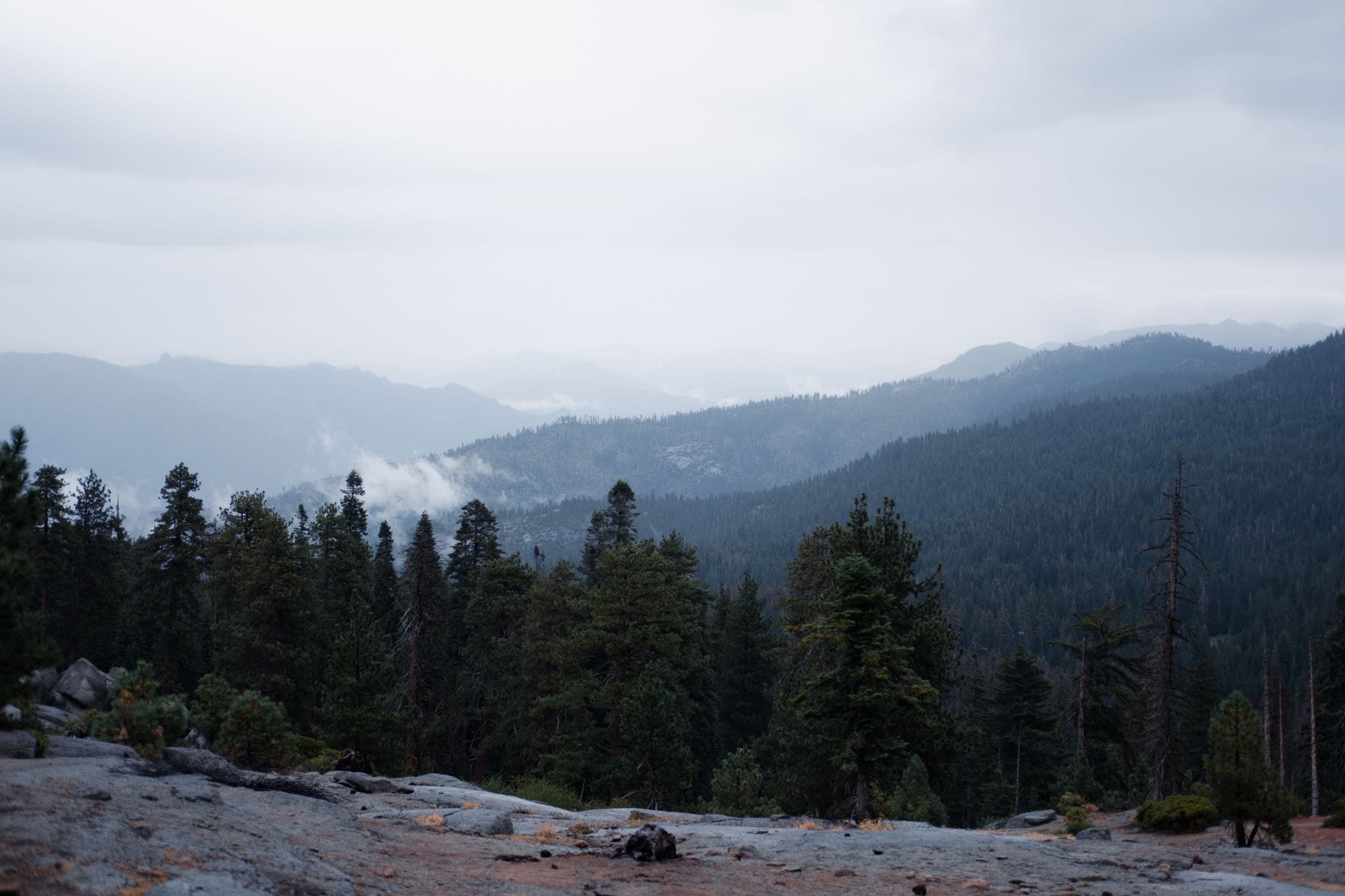 sequoia